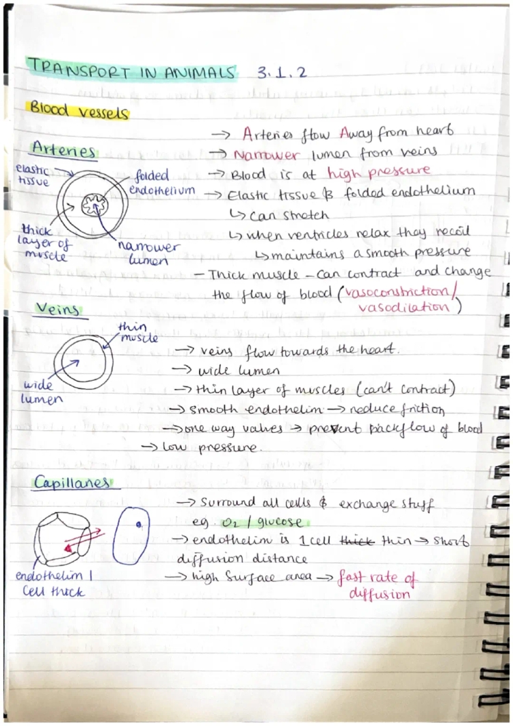 OCR A Level Biology Module 3: Transport in Animals - Fun Notes & Exam Questions