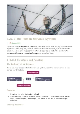 Understanding the Human Nervous System: Functions, Structure, and Diagrams