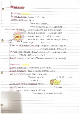 Gas exchange in humans- blood vessels