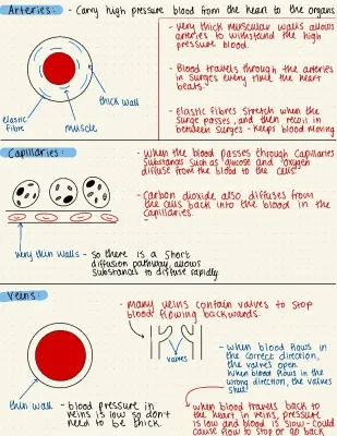 GCSE biology - Arteries, capillaries, and veins