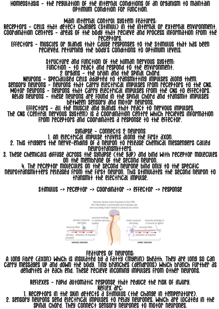 Human Nervous System GCSE Notes - Structure, Function, and Homeostasis