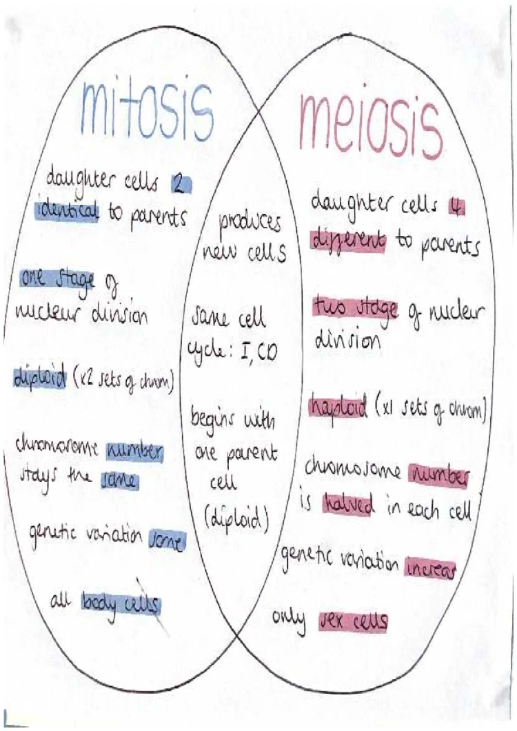 Mitosis vs Meiosis: Venn Diagram, Differences, and Explanation for Kids