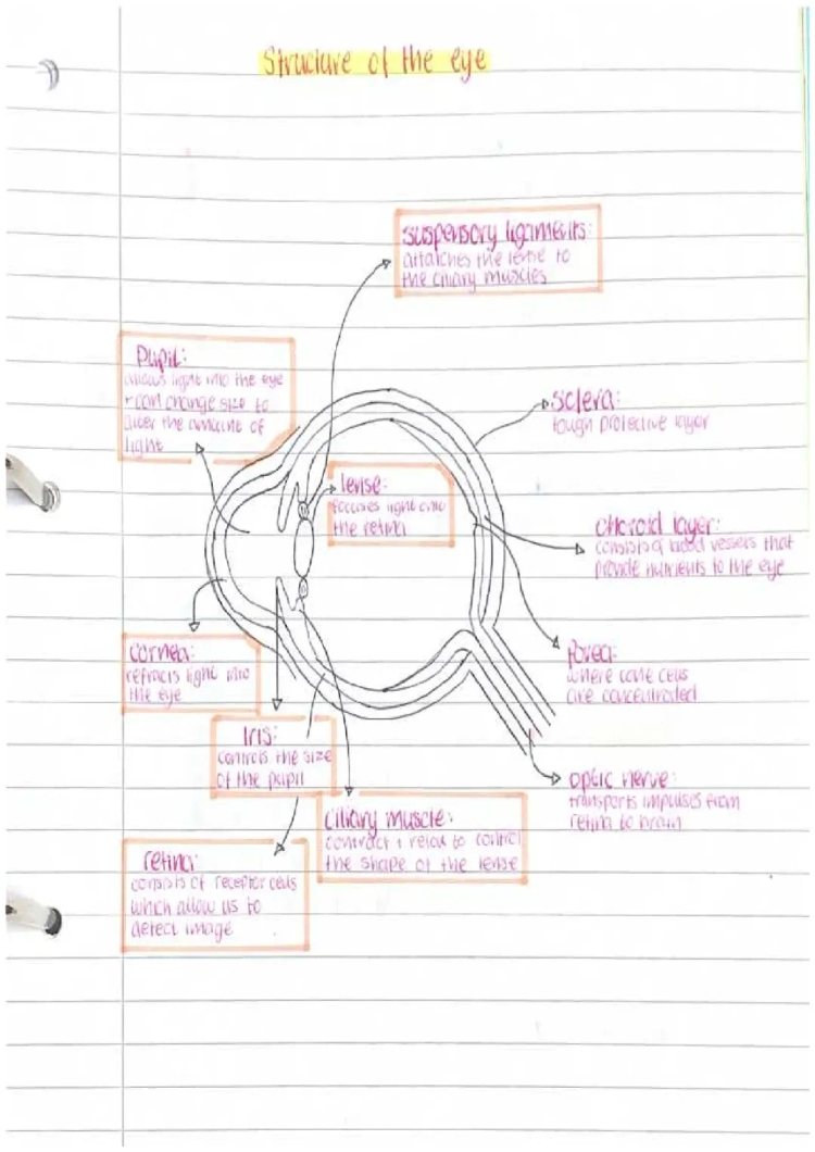 Easy Human Eye Structure and Function for Kids: Diagrams & Labels