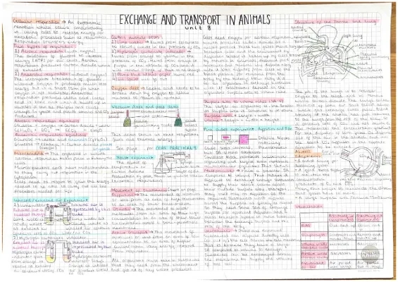 Unit 8 exchange and transport in animals biology higher edexcel GCSE summary pages