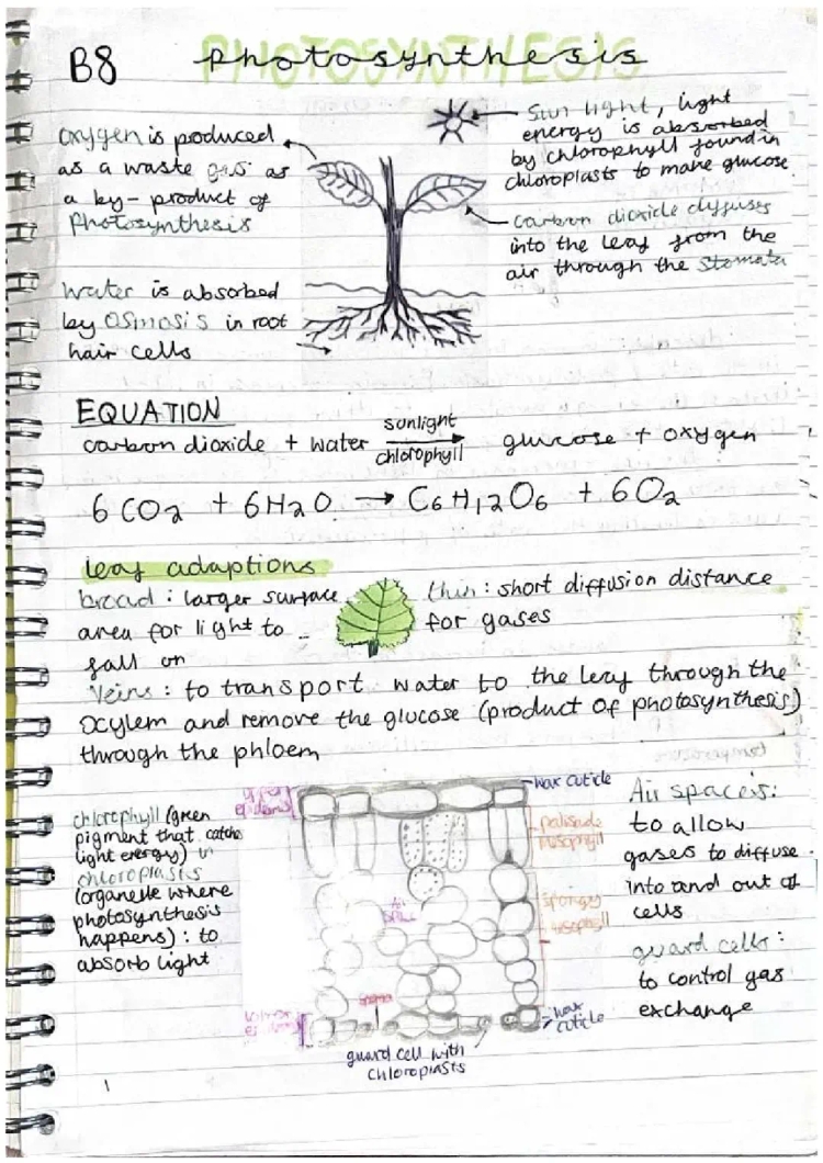 B8 biology photosynthesis notes 