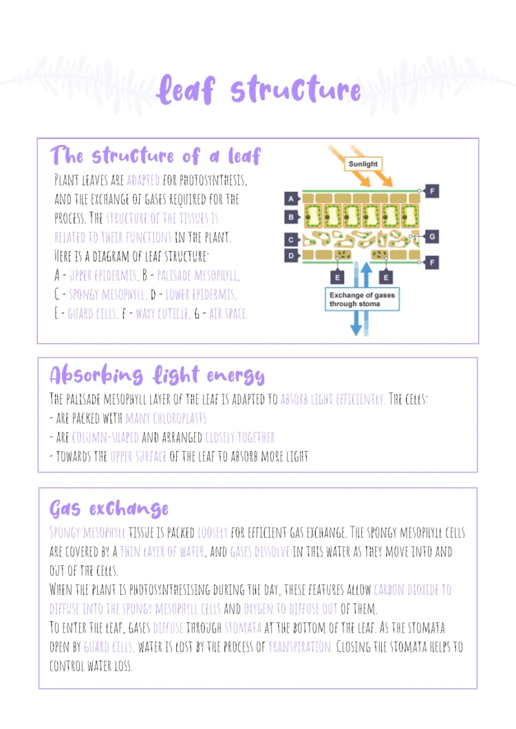 Leaf Structure - Biology