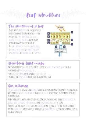 Leaf Structure - Biology
