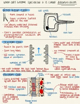 GCSE biology - Plant Cell Specialisation 