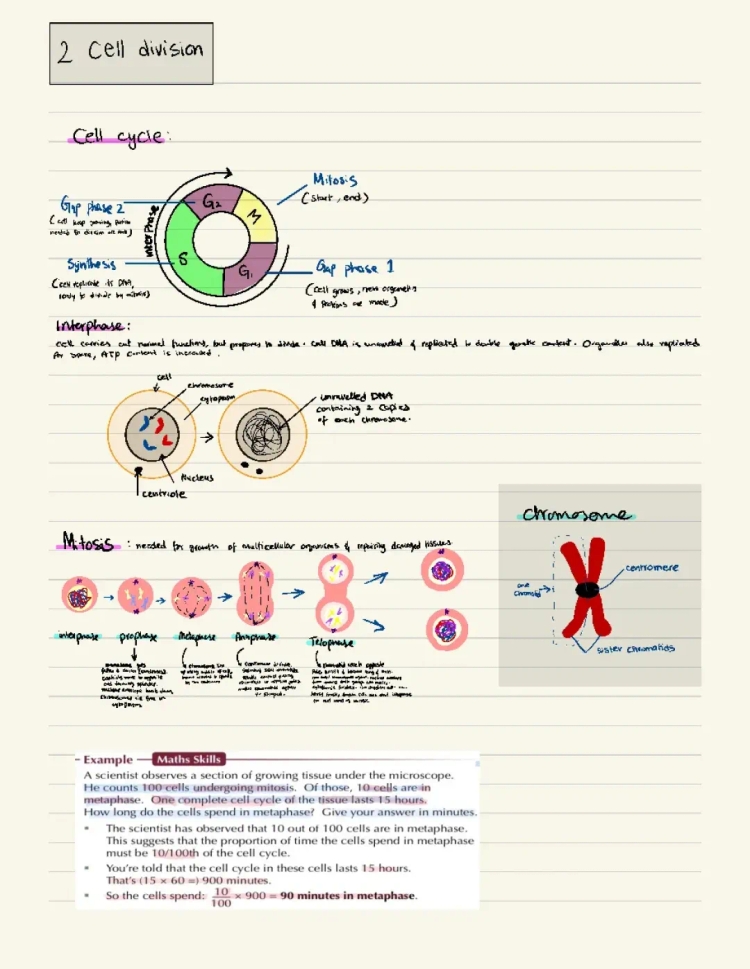 AQA Biology Cell Division Brief Summary - 3 Stages of Cell Cycle GCSE PDF