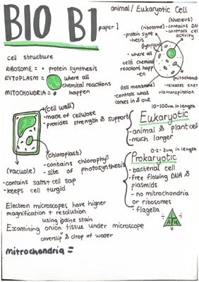 Biology B1-B7 Summary: Eukaryotic & Prokaryotic Cell Diagrams, Magnification Formula, Specialised Cells