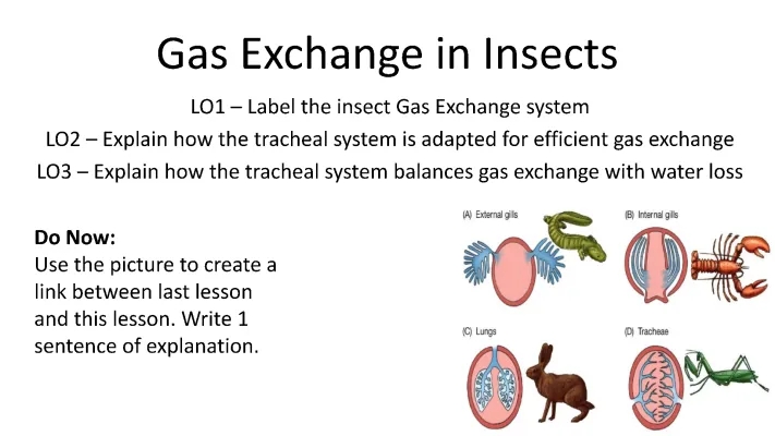 Gas exchange in insects