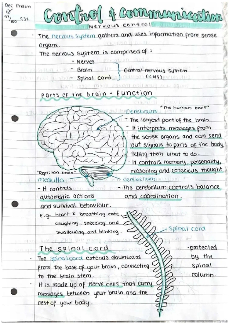 Nat 5 Biology Notes: Reflex Arcs, Nervous System, Brain and More