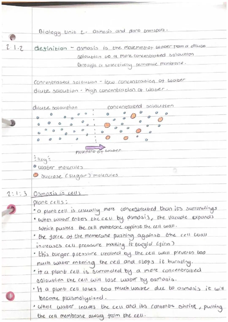 GCSE CCEA osmosis and plants transport (part one)