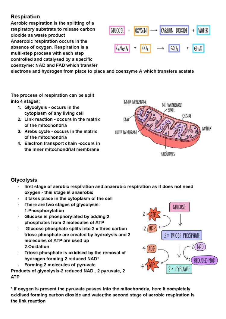 AQA Biology topic 3.5.2 - respiration 