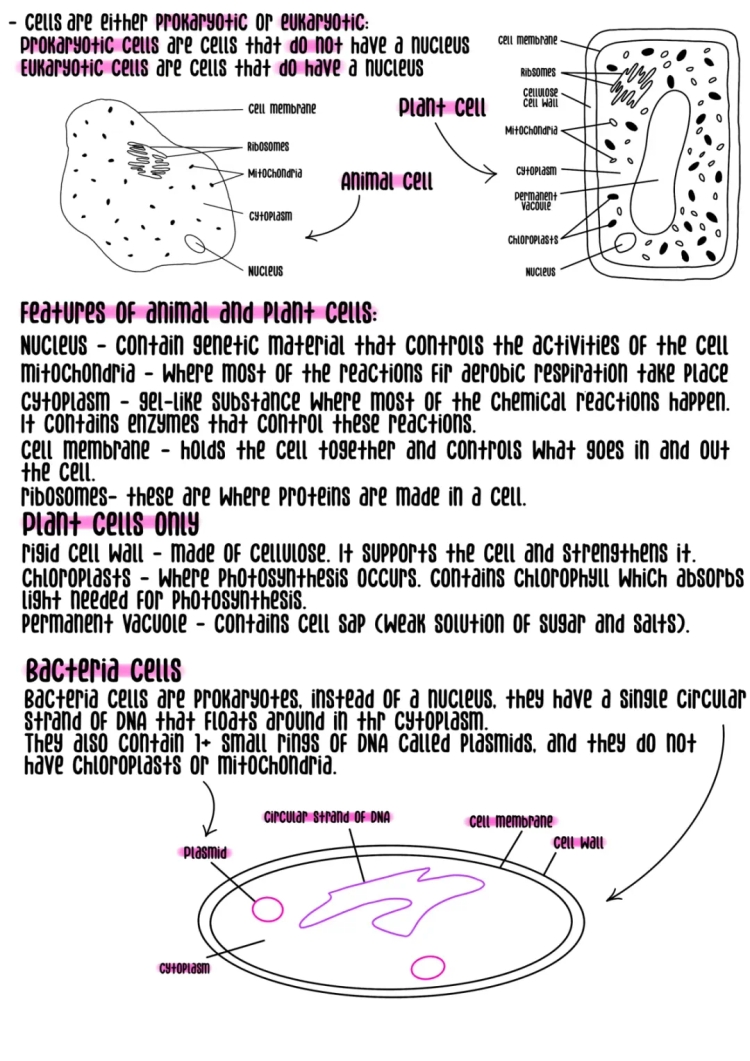 GCSE Biology B1 Cell Biology Revision Notes - PDF FREE Download