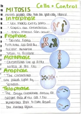 Mitosis and Meiosis