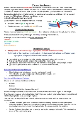 Plasma Membrane Functions