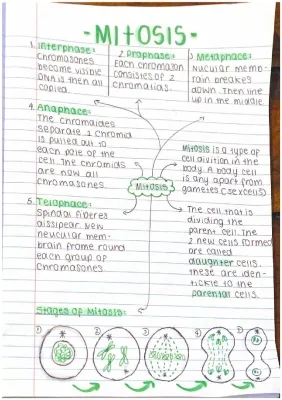 Mitosis study notes year 9 revision 