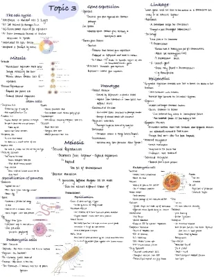 Cell Division, Cancer, and Stem Cells in A Level Biology