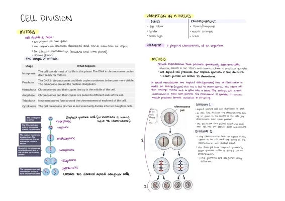 4 Stages of Mitosis and the Difference Between Mitosis and Meiosis