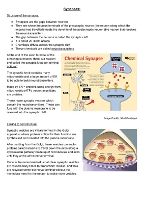 Synapses