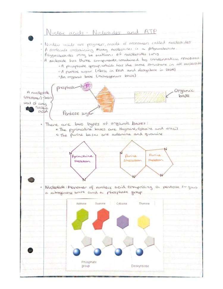 Free Nucleic Acids Revision Notes for EDUQAS A Level Biology with Questions and Answers