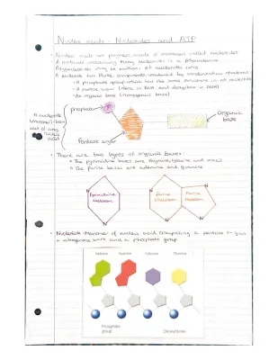 Free Nucleic Acids Revision Notes for EDUQAS A Level Biology with Questions and Answers