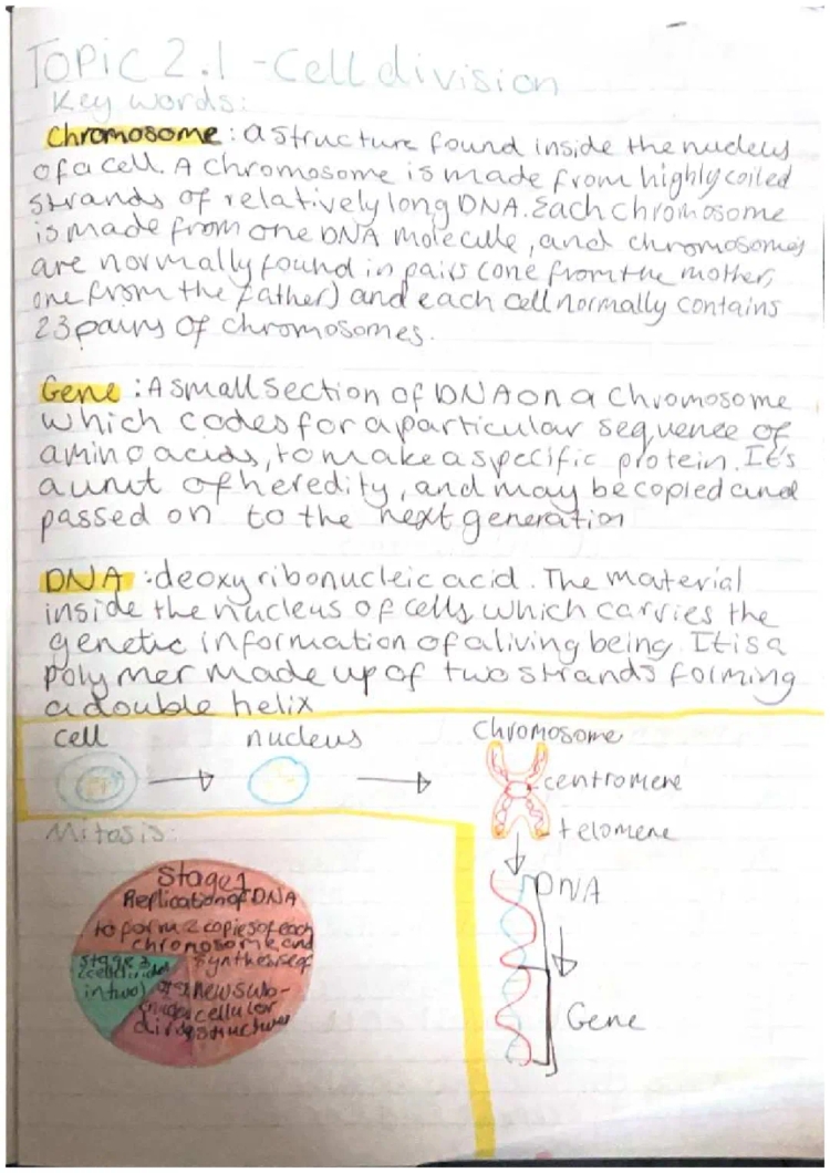 cell division: mitosis + meiosis 