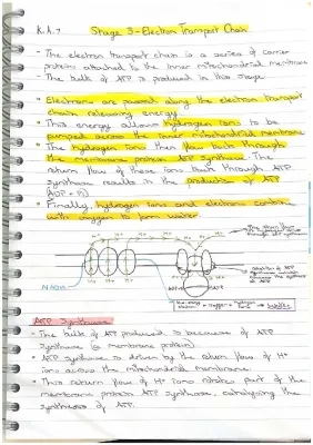 Higher Human Biology: Cellular Respiration, Glycolysis, and the Citric Acid Cycle