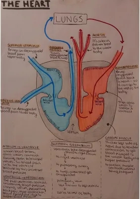 Helpful IGCSE Biology Heart Notes PDF | Heart Diagram & Past Papers