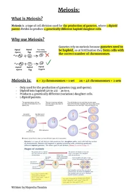 Meiosis Stages Explained: Diagrams and Importance in Reproduction