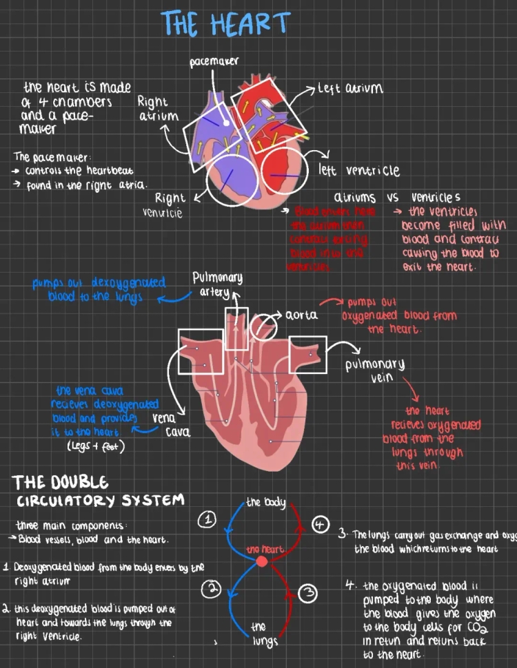 Understanding the Heart: Double Circulation, Pacemakers, and Blood Flow for Kids