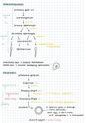 Gametogenesis - biology