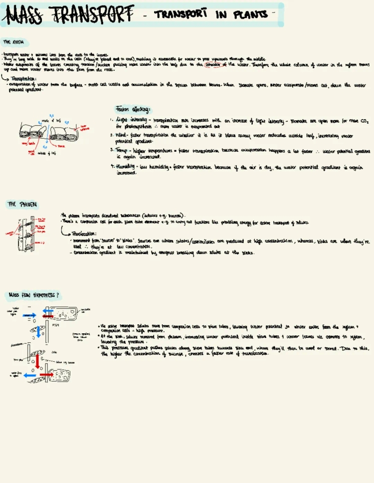 Mass Transport in Plants A Level Biology: Xylem, Phloem, and Transpiration