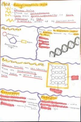 Higher Biology: DNA Double Helix Structure Diagram & More