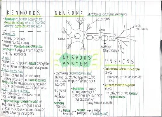 Nervous System