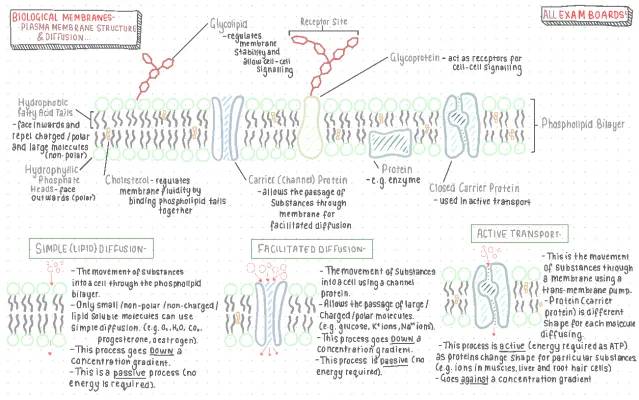 A-Level Biology: Cell Membrane, Diffusion & Transport Study Notes - Simple, Facilitated, Active & Osmosis | OCR, Edexcel, AQA