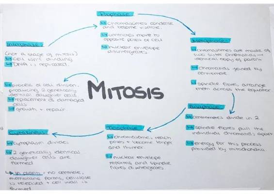 How Plant Cells Divide: Mitosis Steps for Kids