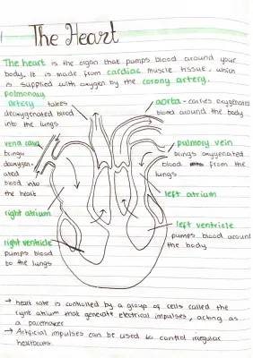 Step-by-Step Blood Flow Through the Heart | Heart Diagram and Pacemaker Info