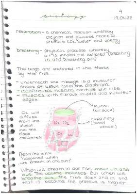 How Your Breathing Works: From Chemical Reactions to Alveoli and Intercostal Muscles