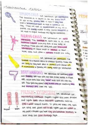 How Sperm Cells, Root Hairs, Phloem, and Xylem Work