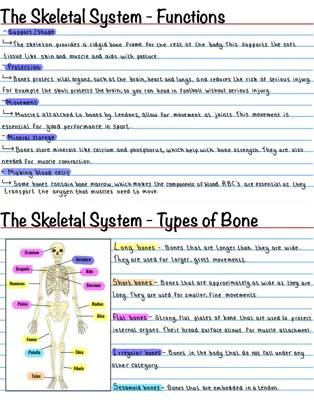 Anatomy and Physiology: Skeletal System Functions and Bone Types