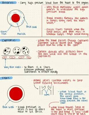 Learn About Blood Pressure and How Capillaries, Veins, and Arteries Work!