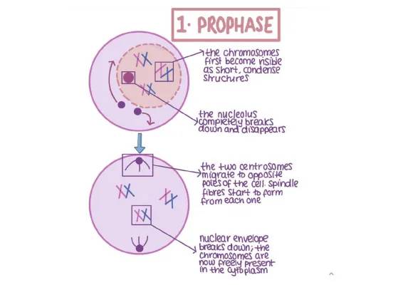 Mitosis Stages and Description Biology Guide - A Level AQA