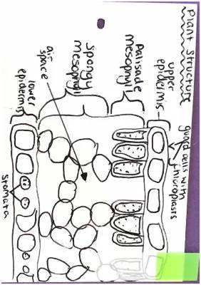 Biology Paper 1 Flashcards | Higher, Foundation & Printable