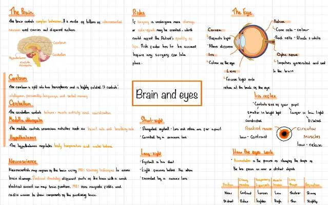 The Brain and Eyes - GCSE 