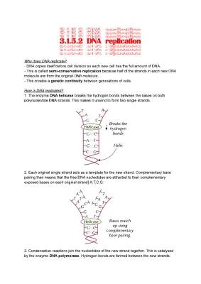 How DNA Copies Itself: DNA Helicase, Polymerase, and the Meselson and Stahl Experiment