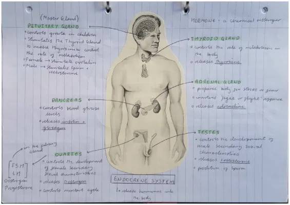 How Your Body's Glands Help Control Hormones and Stress