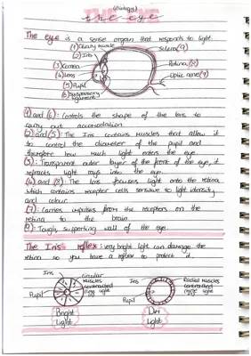 Learn About the Cool Human Eye: Diagrams, Anatomy, and How It Works!