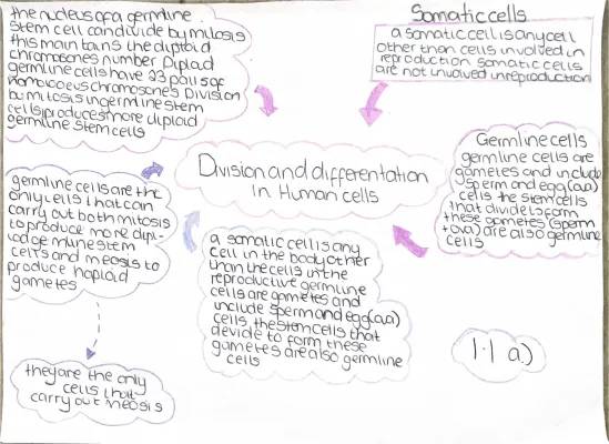 Germline and Somatic Cells in Higher Human Biology: Mitosis, Stem Cells, and Differentiation